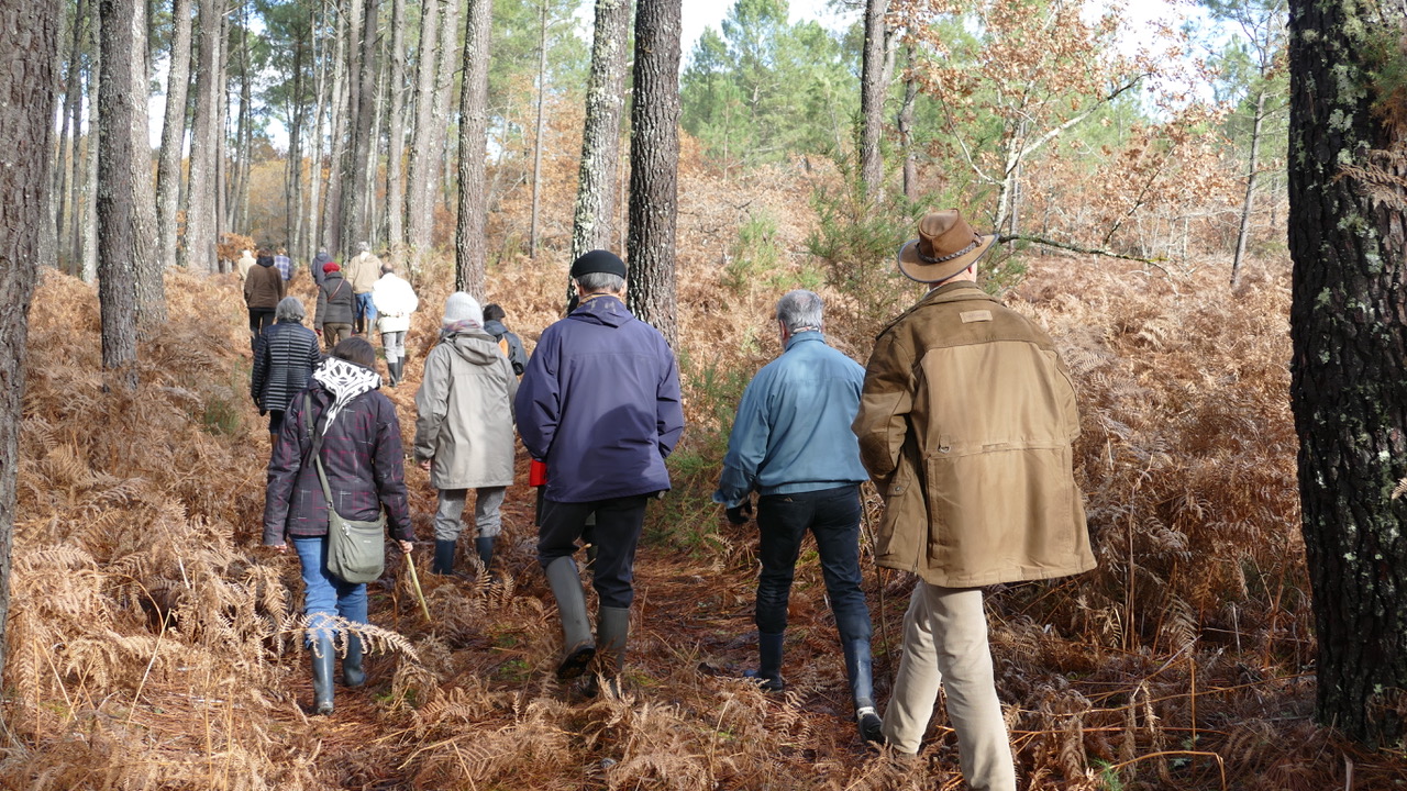 marche en forêt